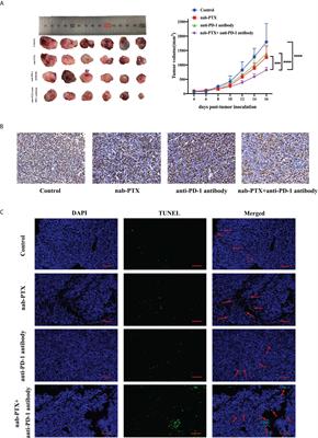 Synergistic effects of nab-PTX and anti-PD-1 antibody combination against lung cancer by regulating the Pi3K/AKT pathway through the Serpinc1 gene